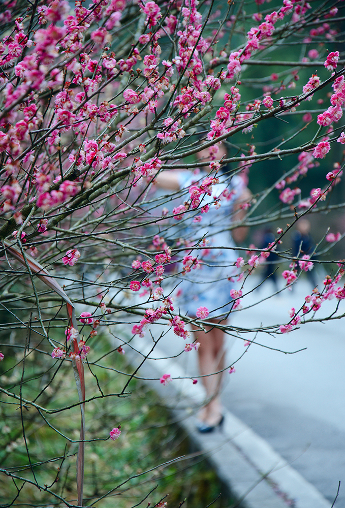 梅花三弄（影）