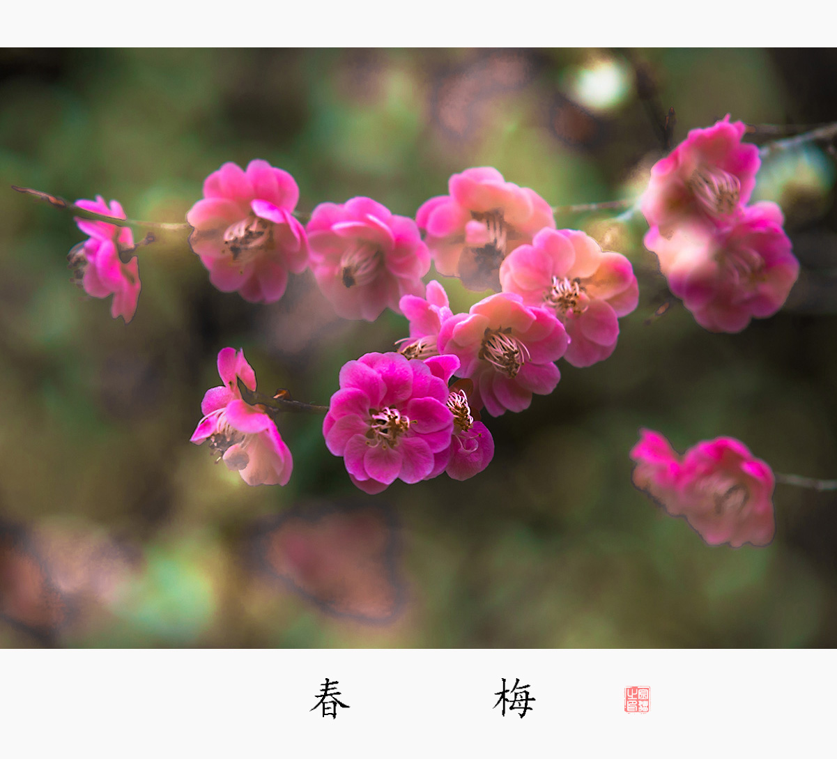 春梅