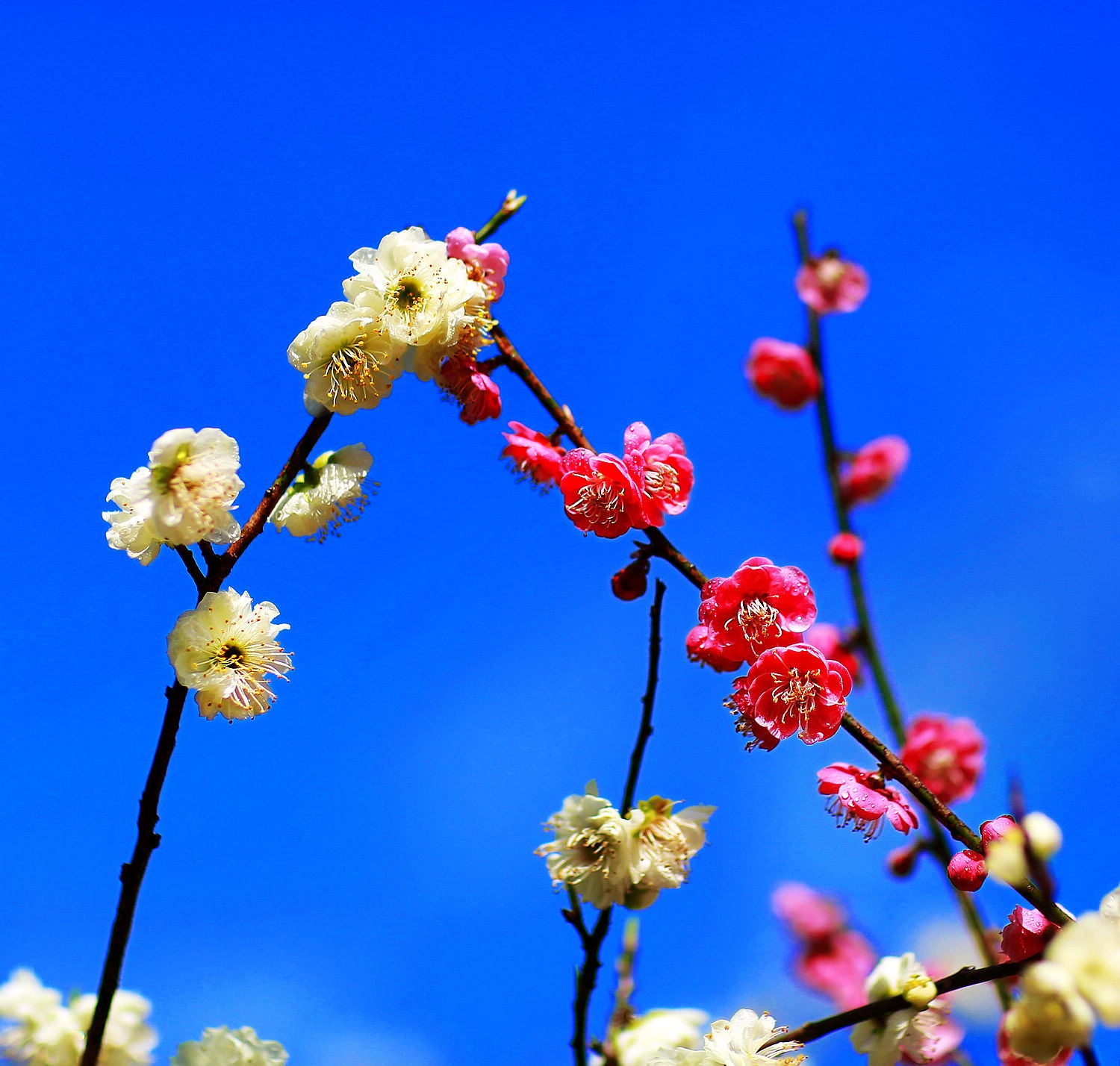 梅花未谢桃花开，早春诗意入画来4