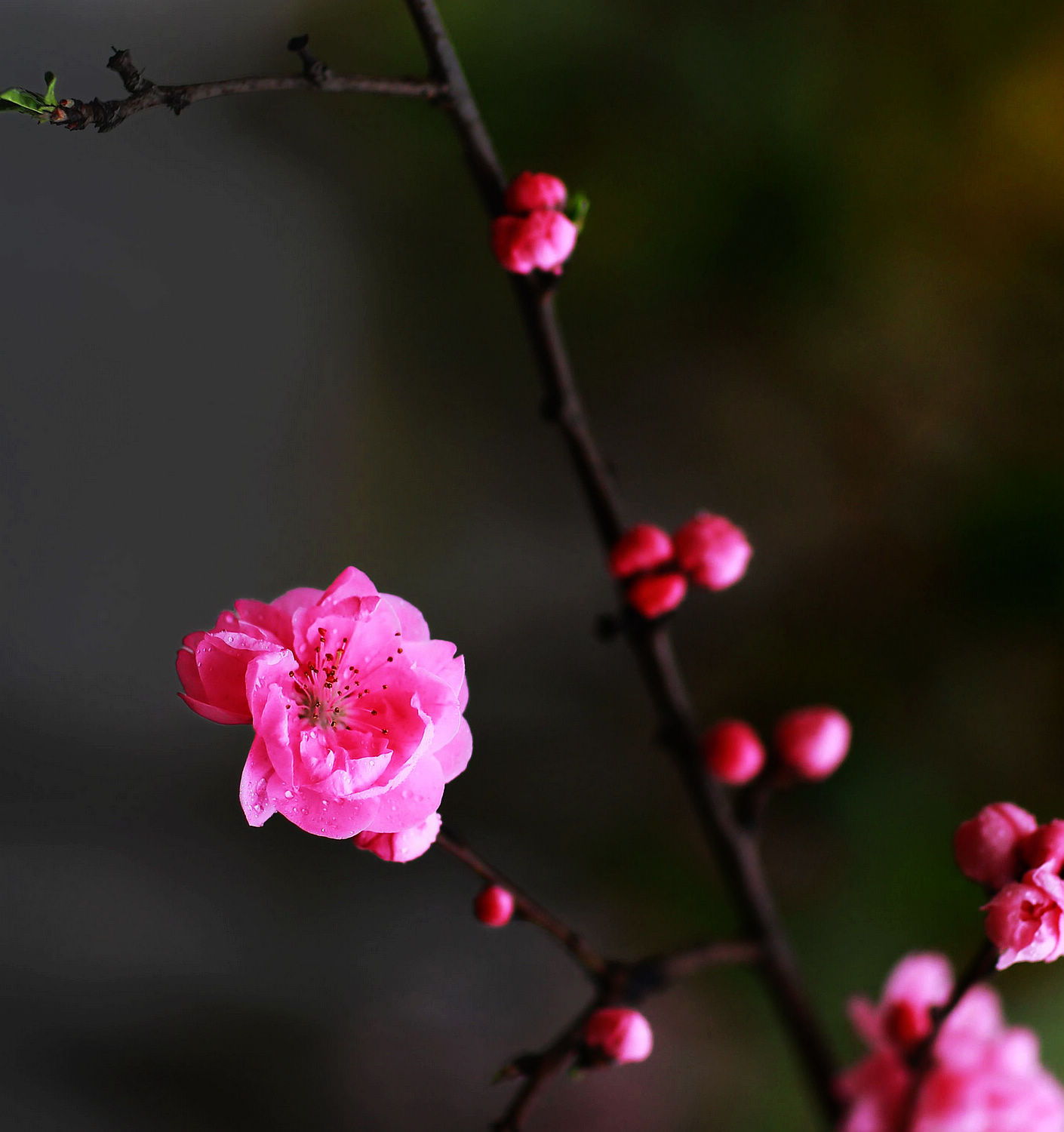 梅花末谢桃花开，早春诗意入画来2