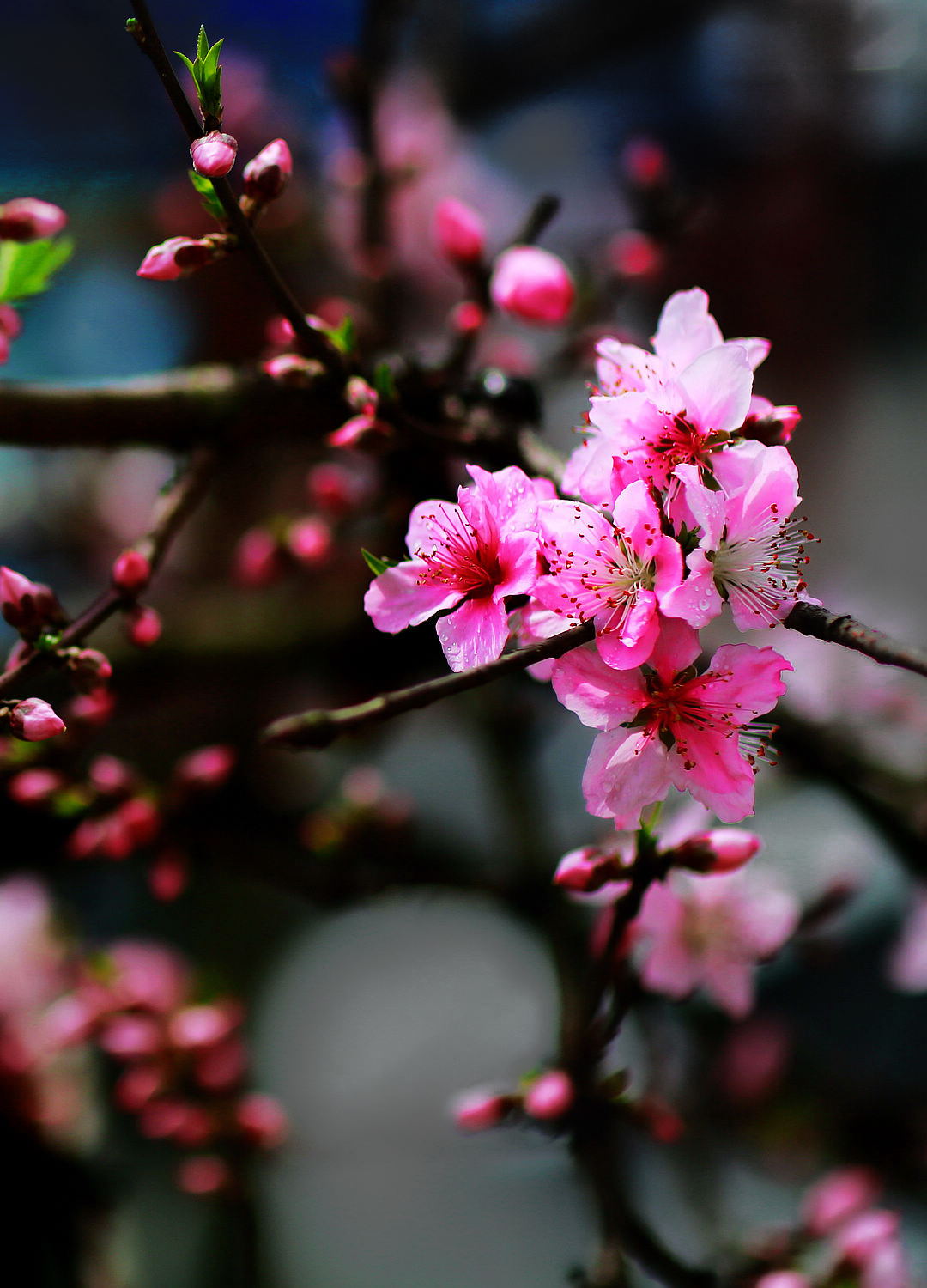 梅花末谢桃花开，早春诗意入画来。1