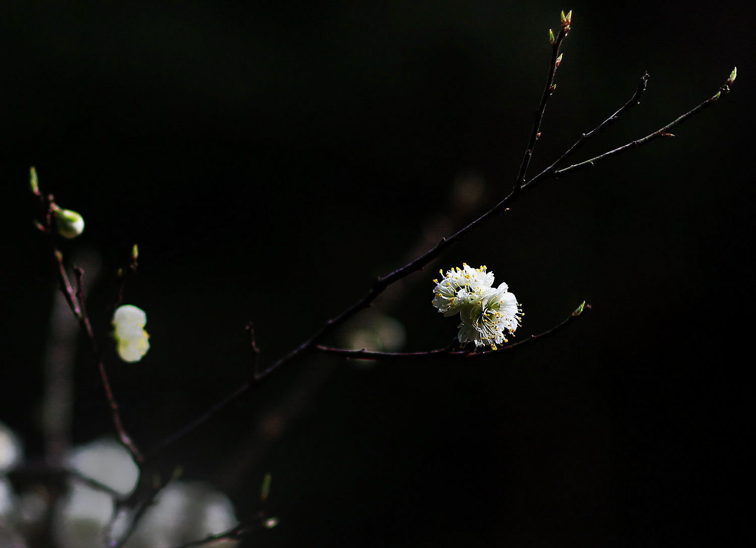 梅花未谢桃花开，早春诗意入画来3