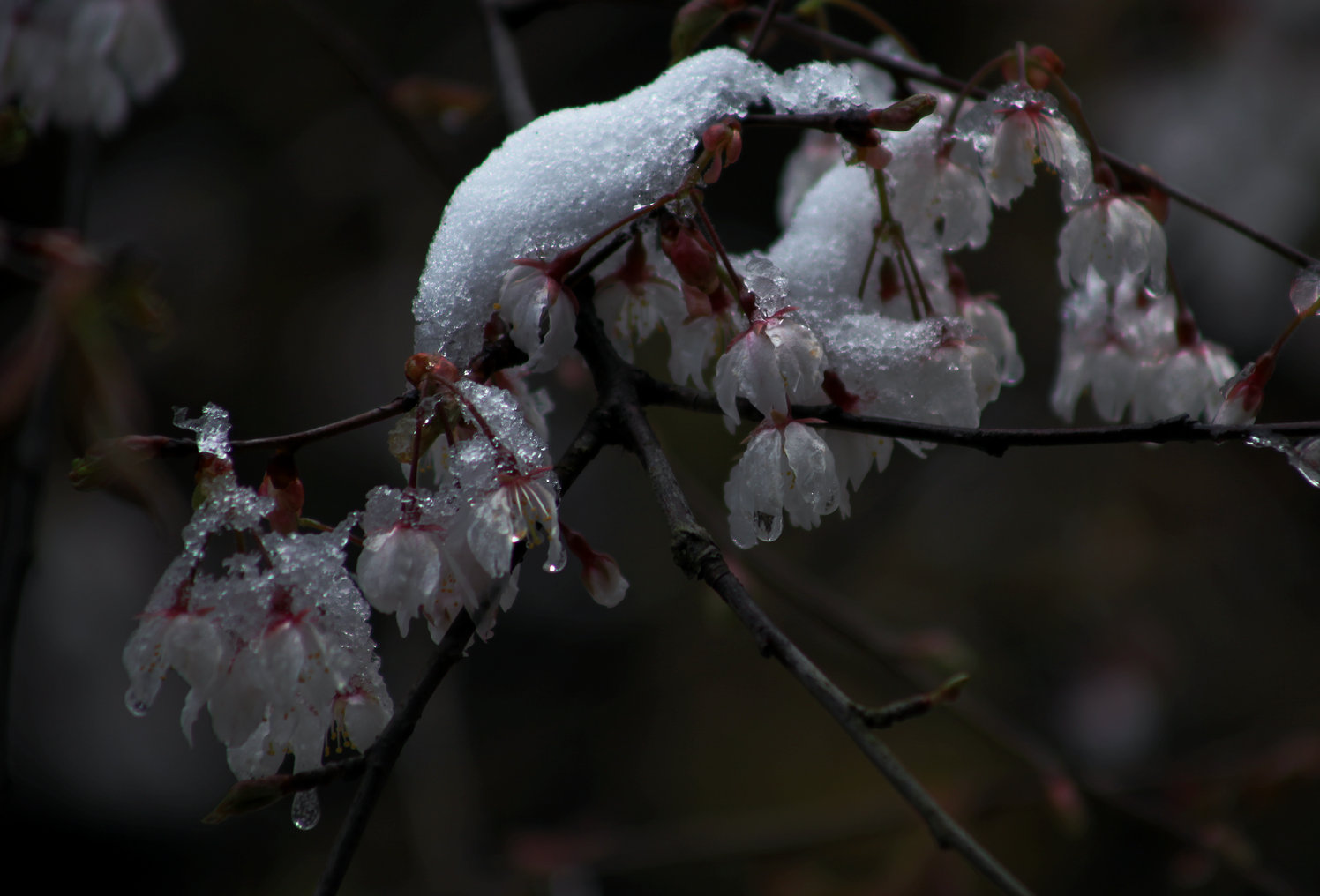 雪韵