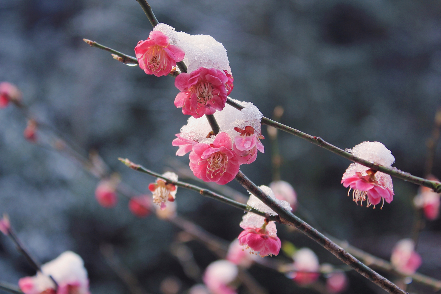 三月雪梅
