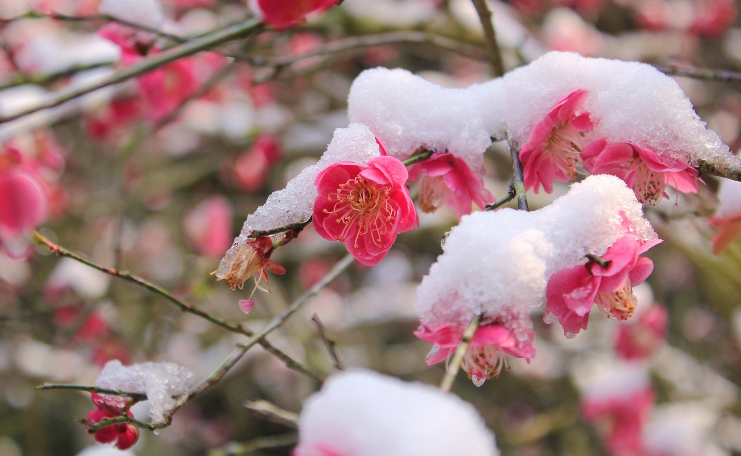 红梅傲雪