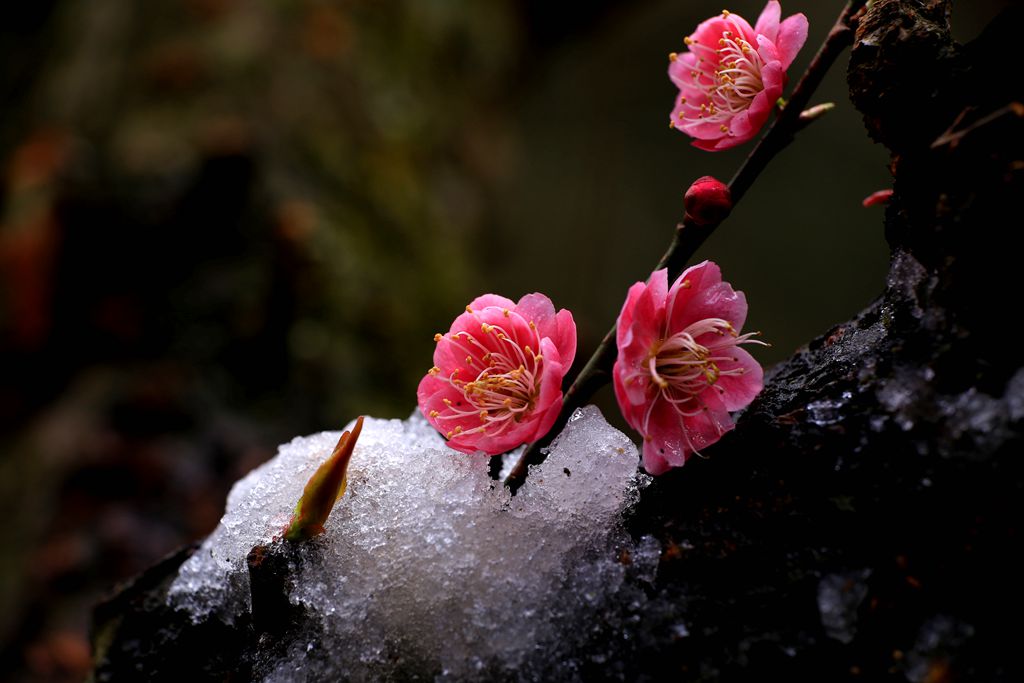 梅花５