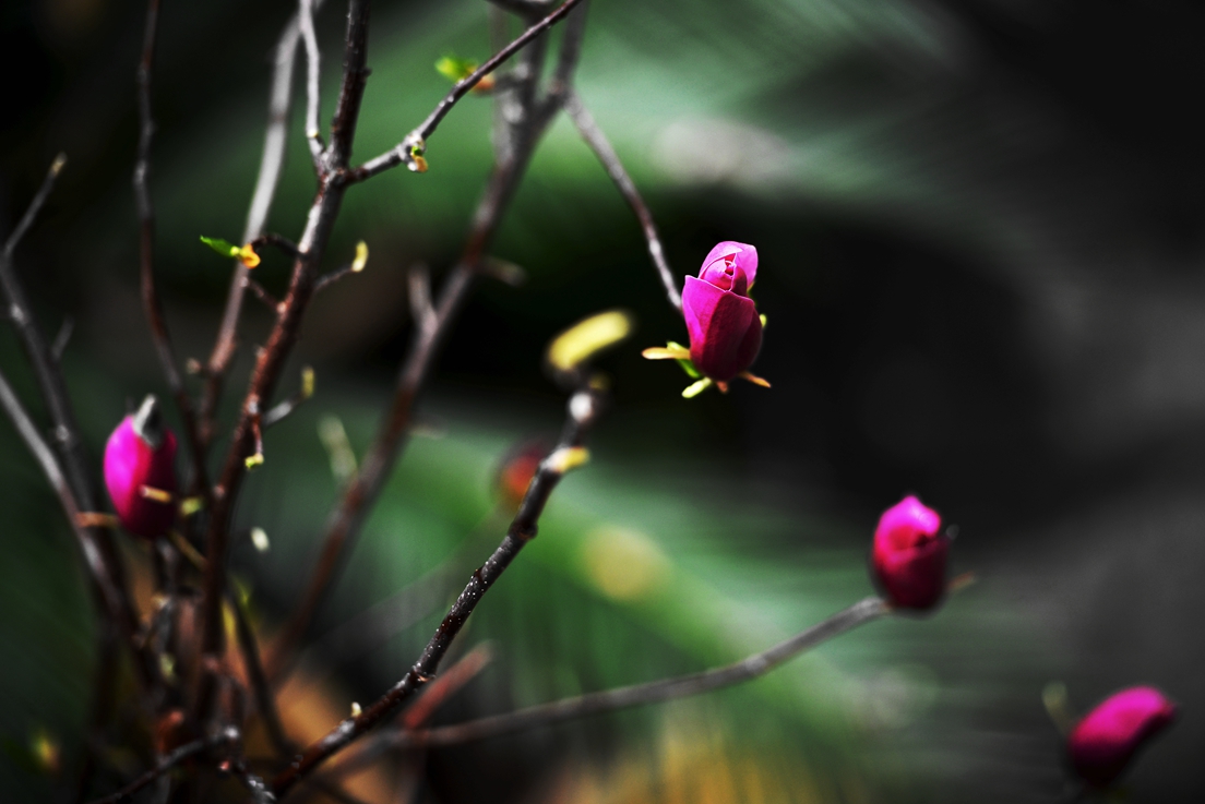 玉兰花