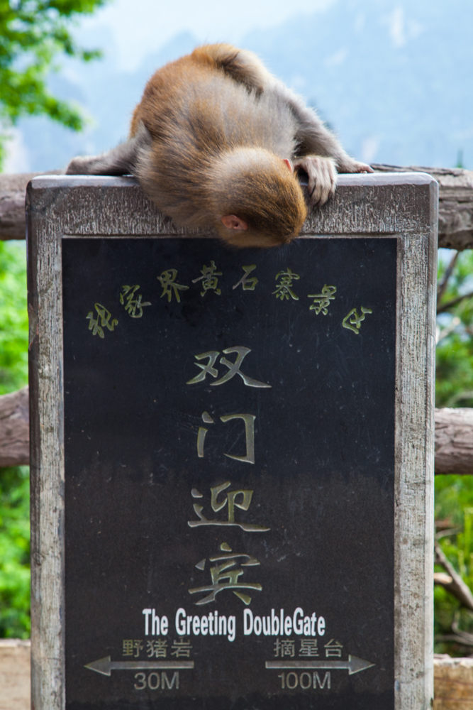 迷路的猴子