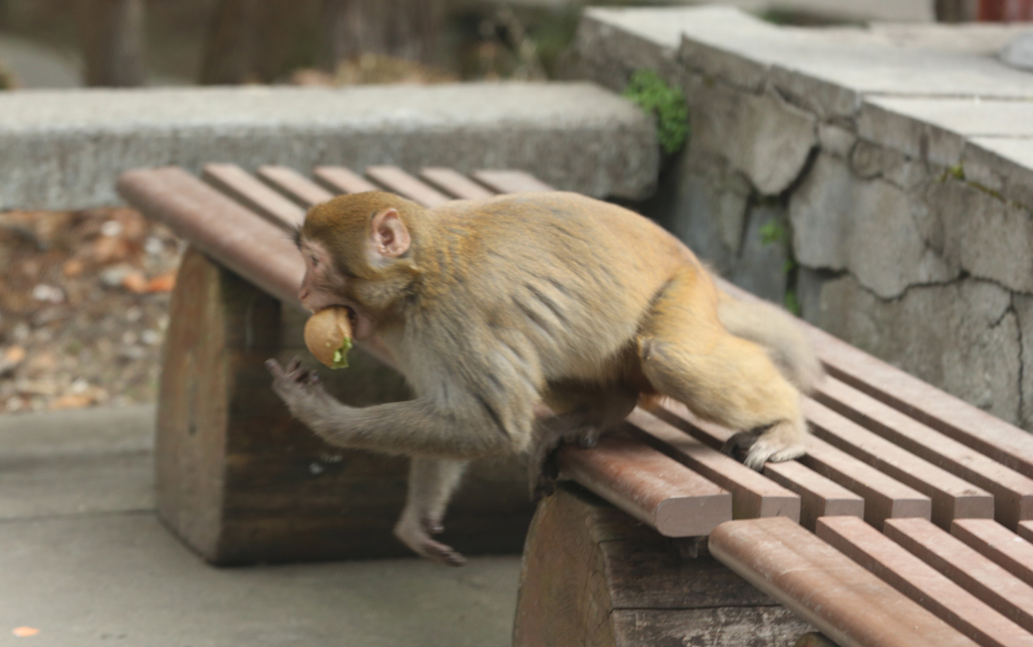 抢食