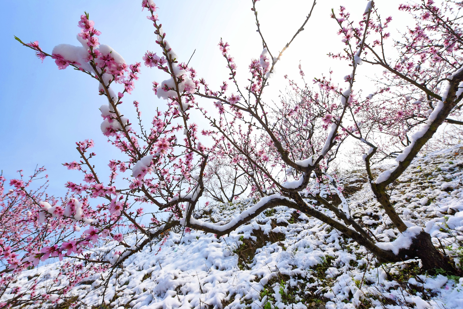 桃花雪