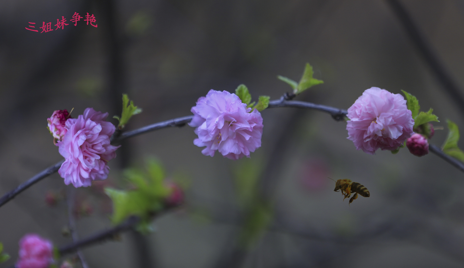 拍花