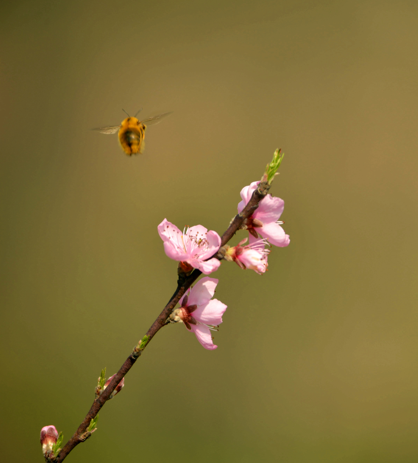 招蜂