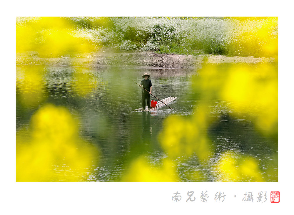 又到油菜花开时