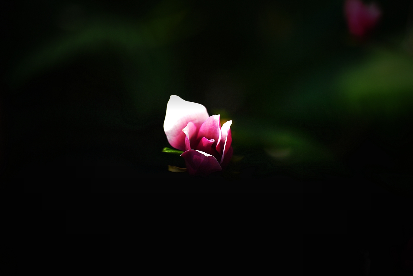玉兰花2