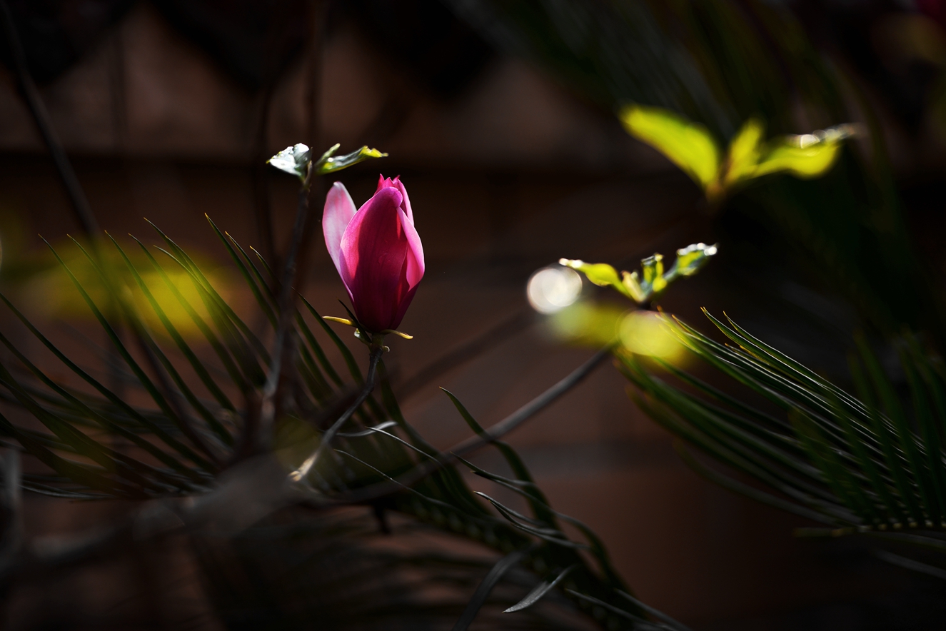玉兰花3