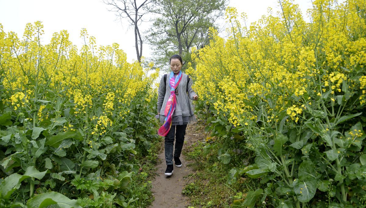 油菜花香游人来