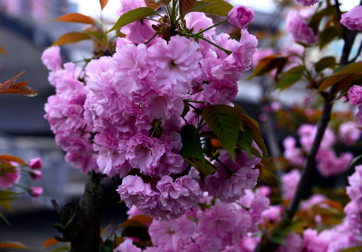 樱花