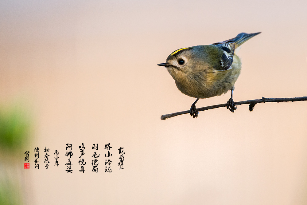 戴菊