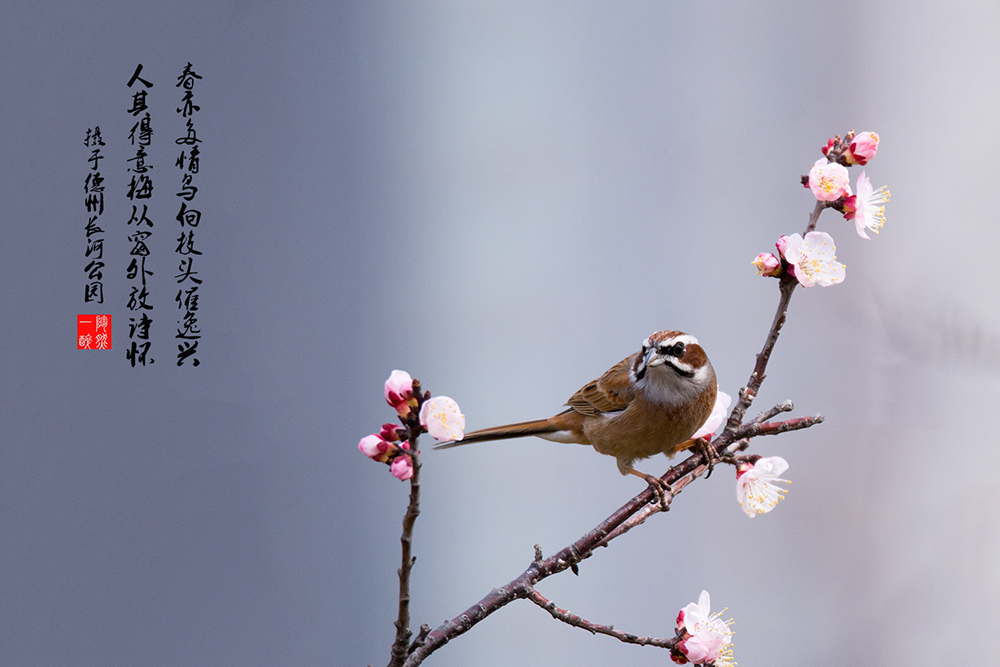 三道眉草鹀