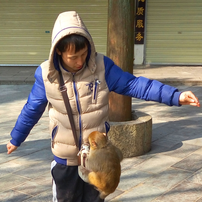 猴趣