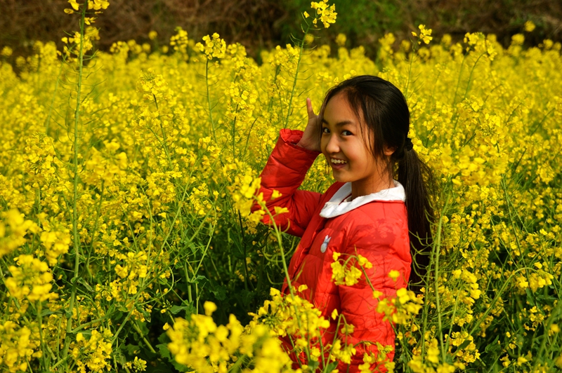 油菜花儿黄