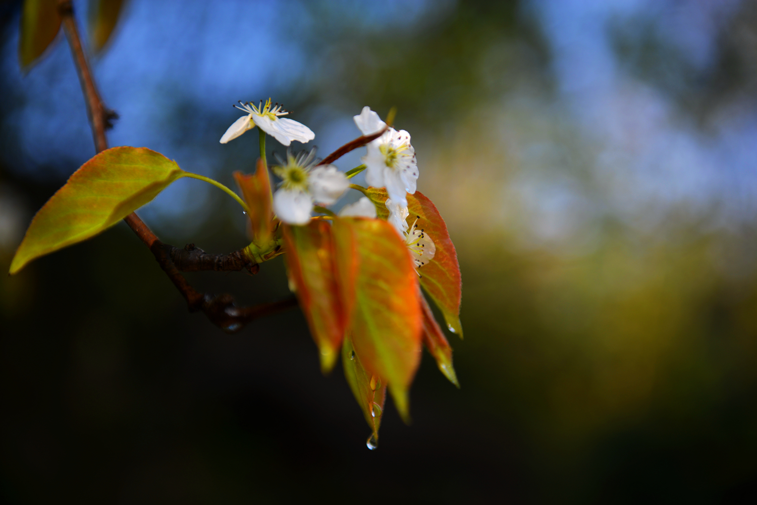 梨花带雨