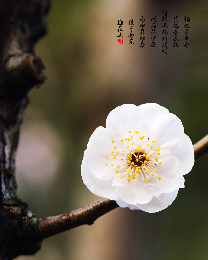 梅花小品