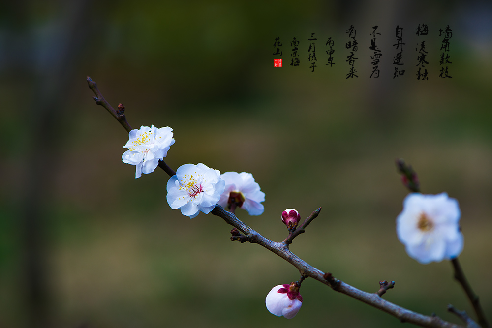 梅花