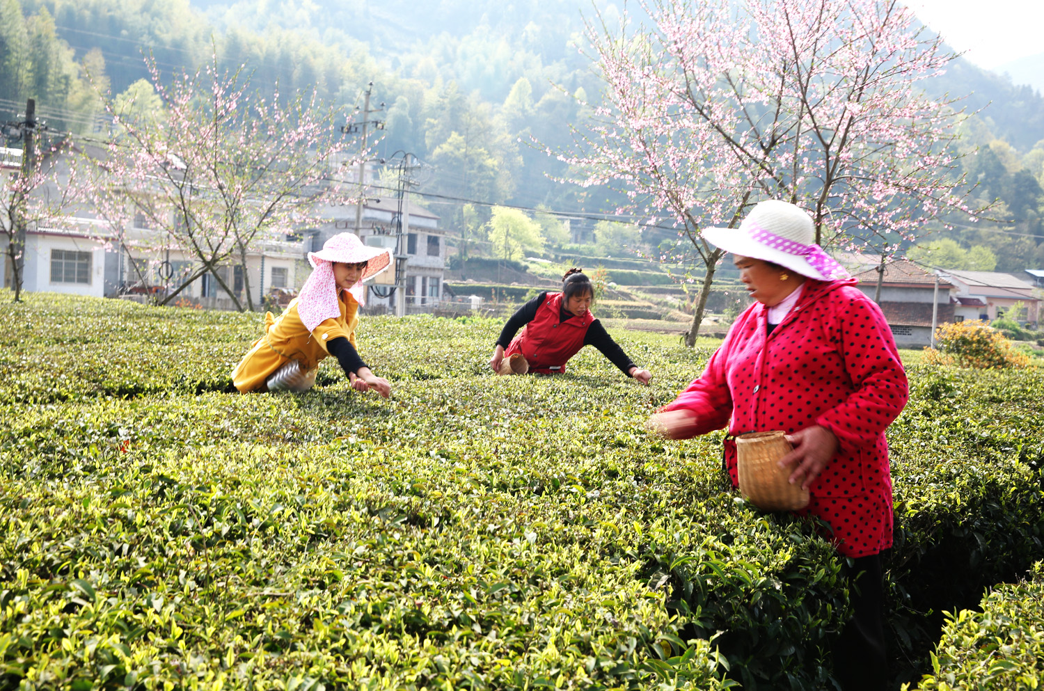 采茶