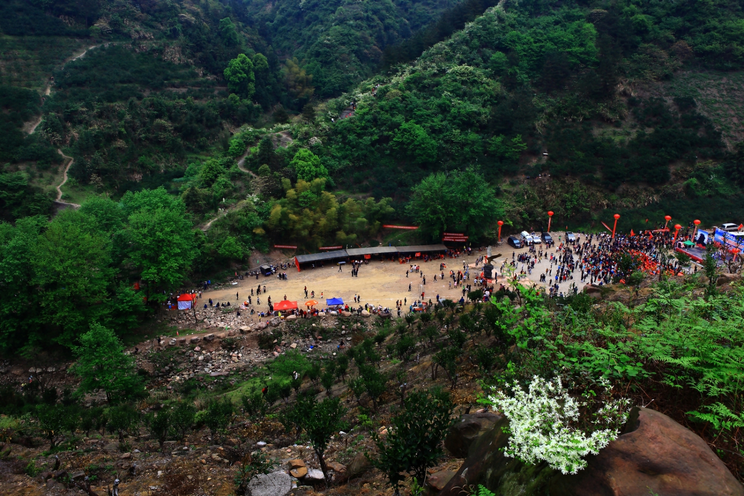 黄花溪杜鹃花基地