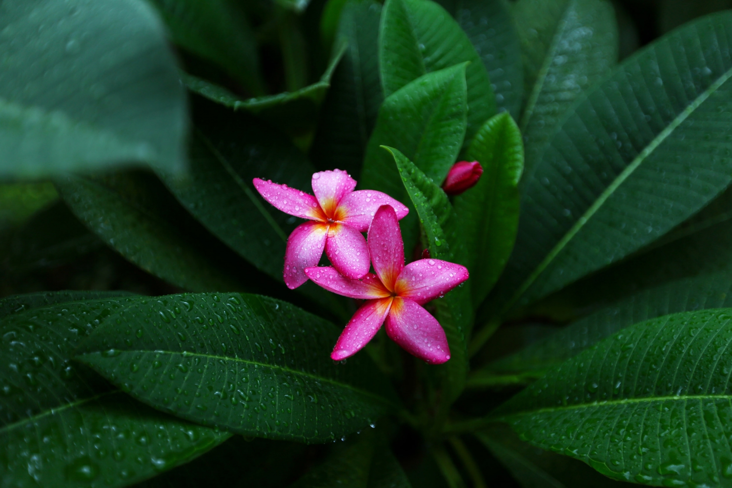 雨中情