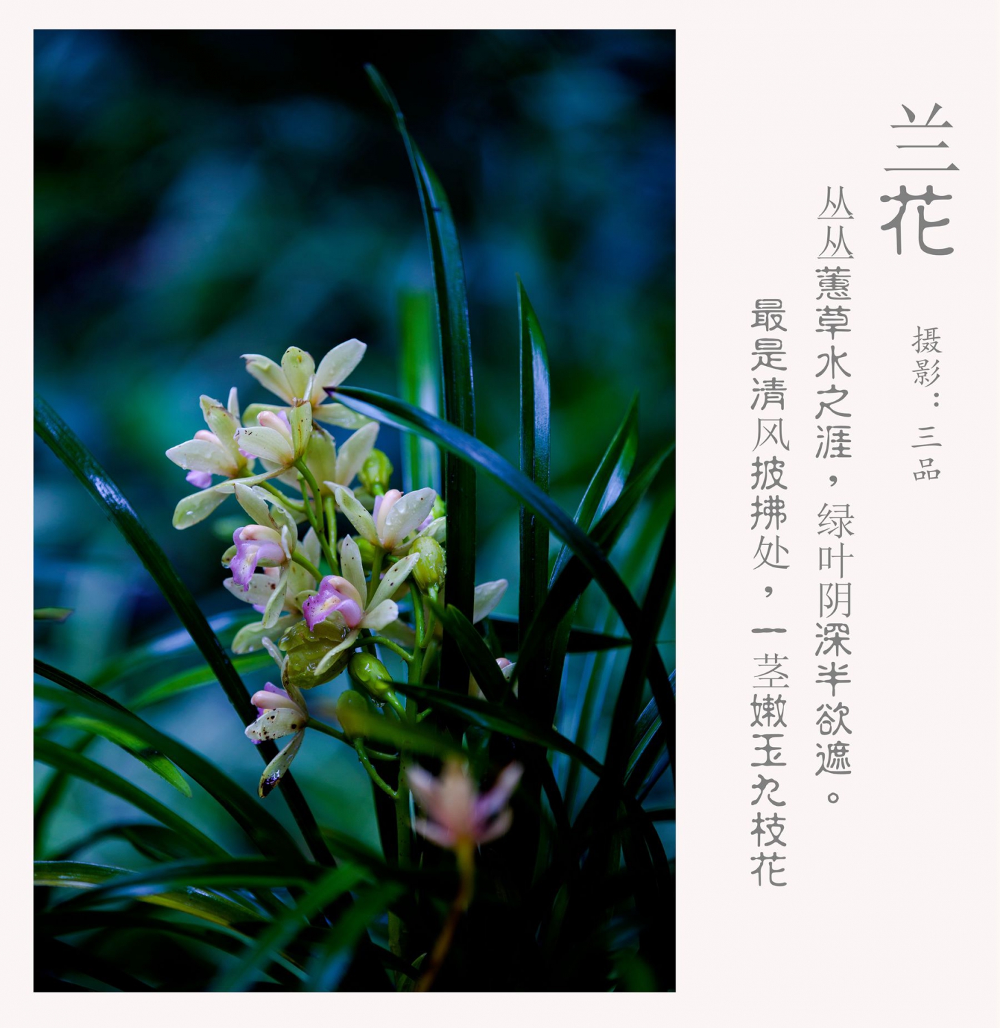 兰花