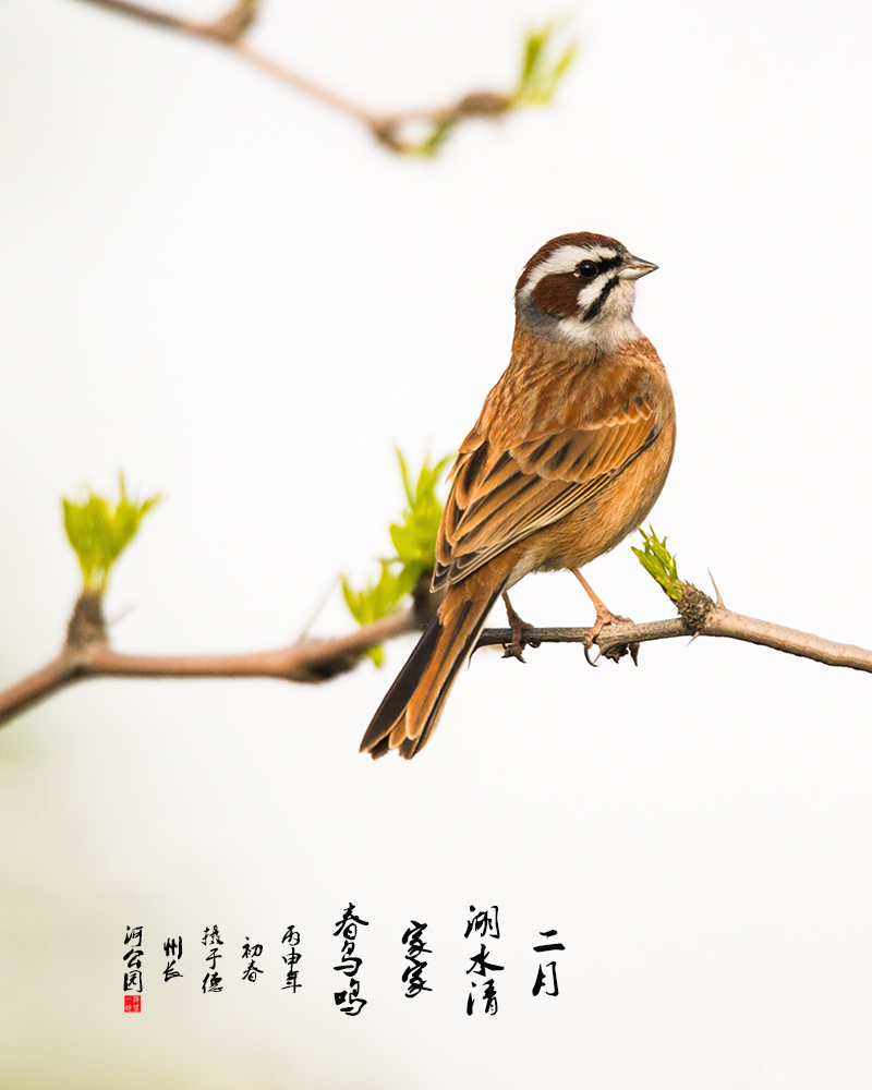枝头探春