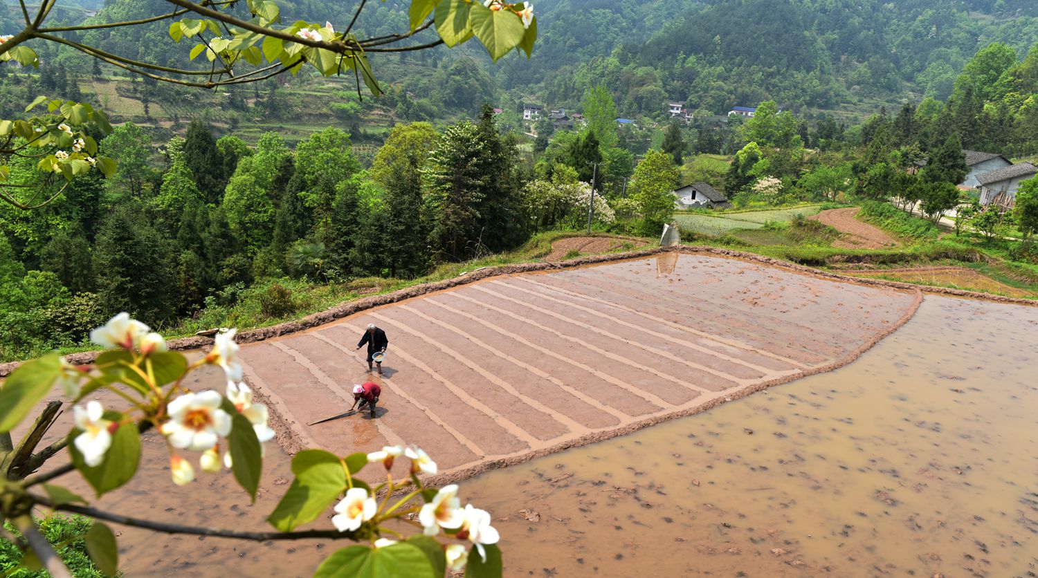 桐子开花下谷种