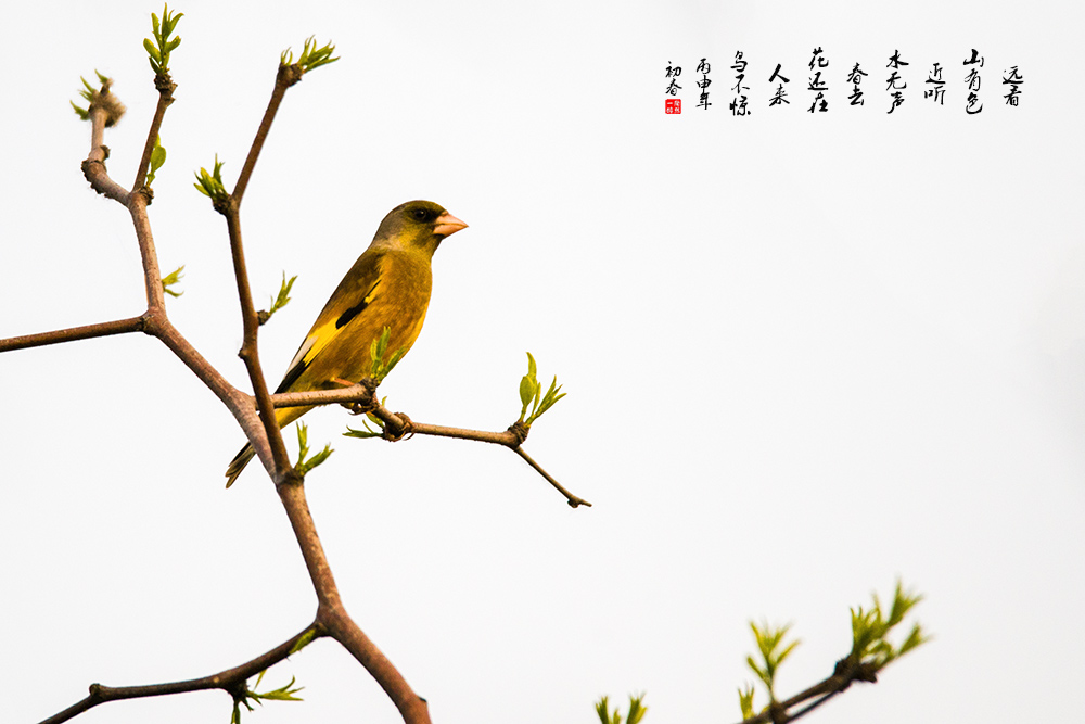 金翅雀