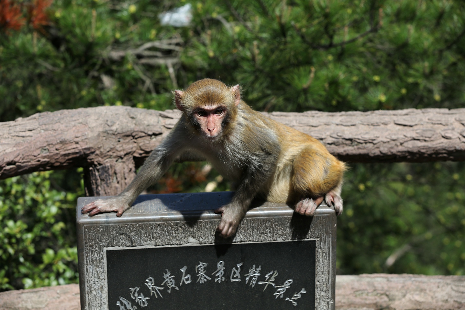 谁敢来
