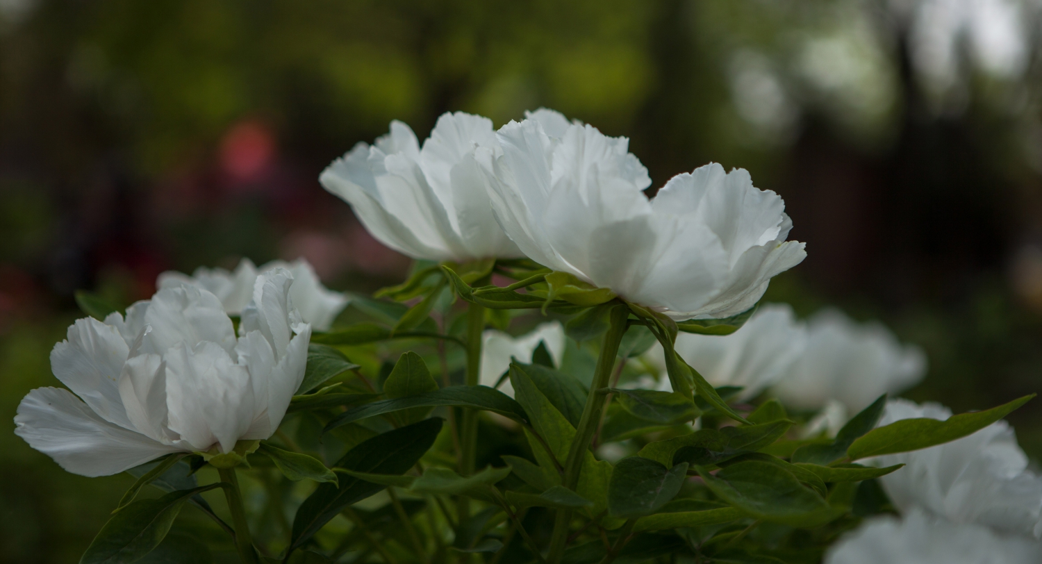 洛阳牡丹花组照11