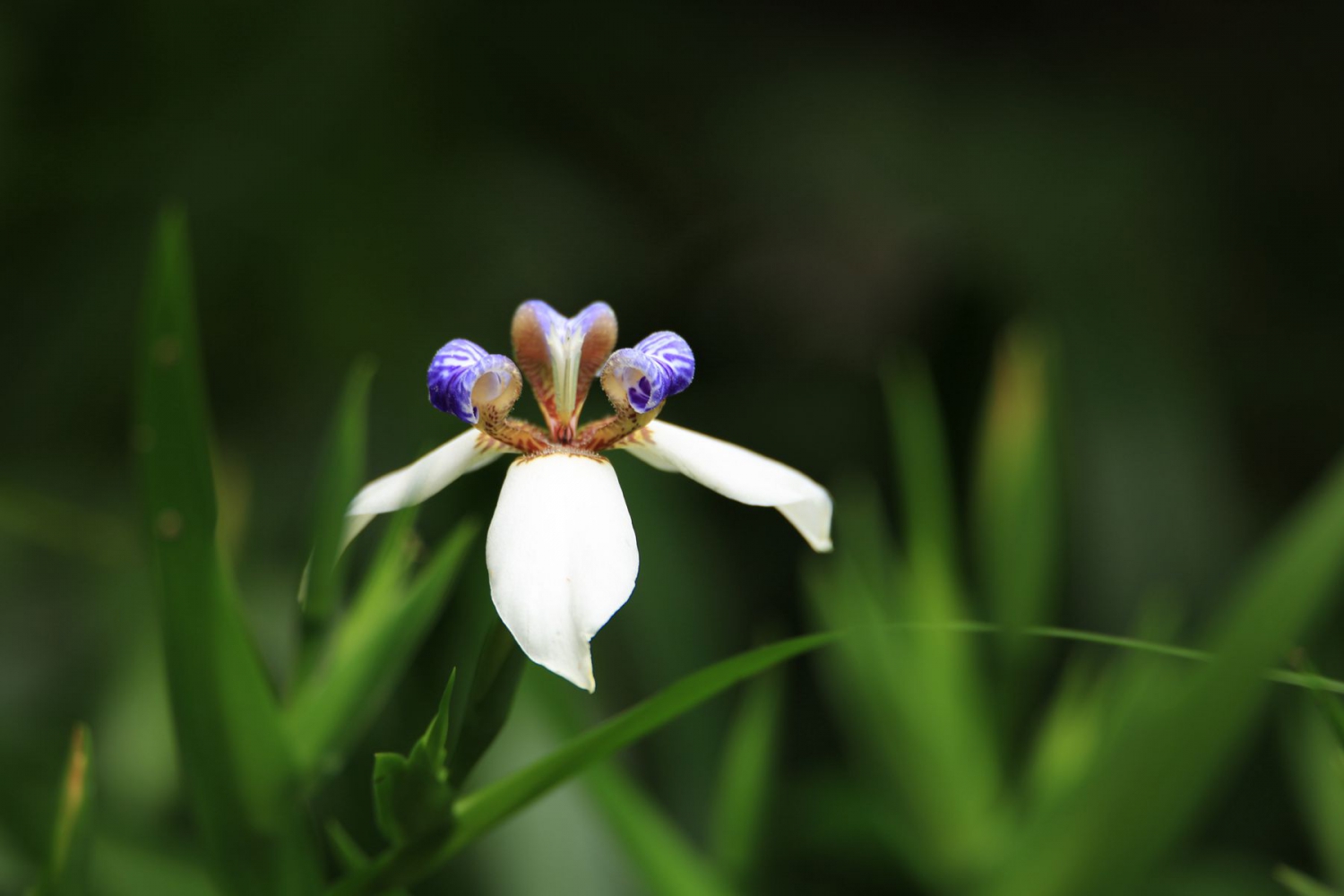 家园小花