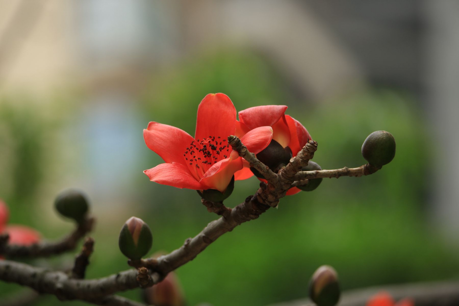 家园木棉花