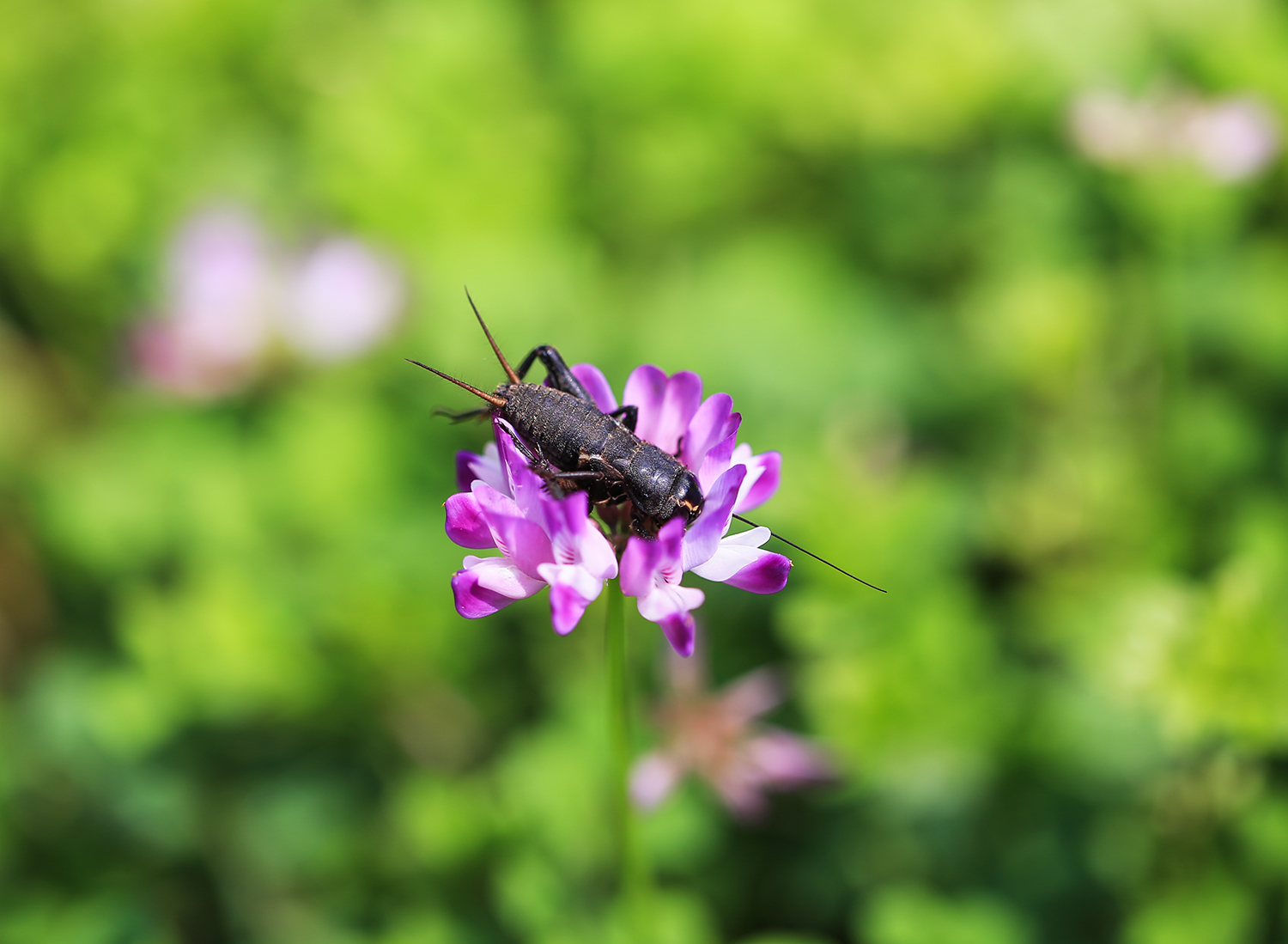 恋花