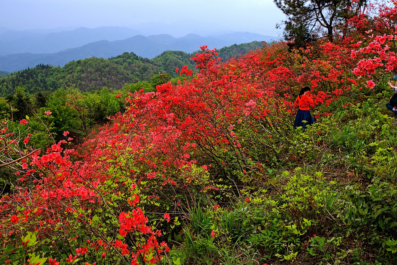 血染罗峰山3