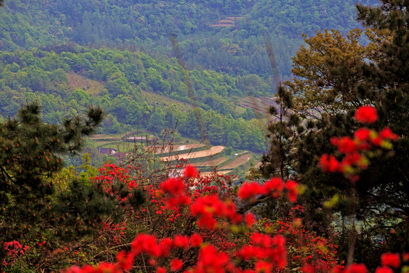 血染罗峰山1