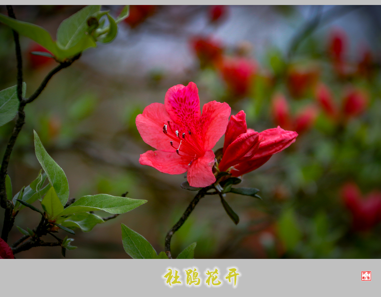 杜鹃花开