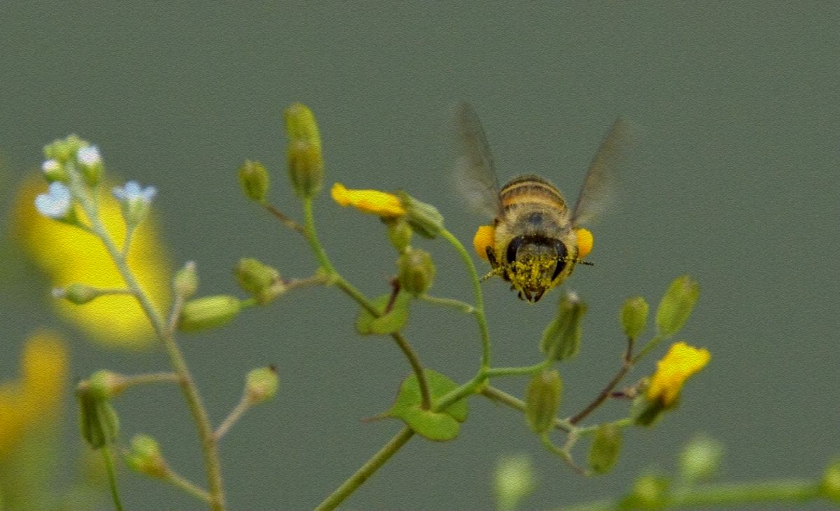 蜜之蜂