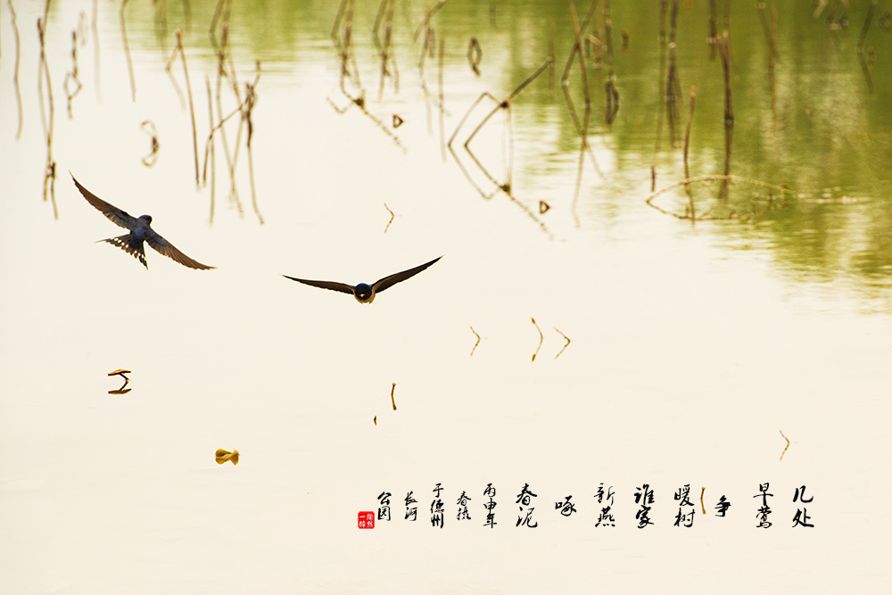 荷塘春燕