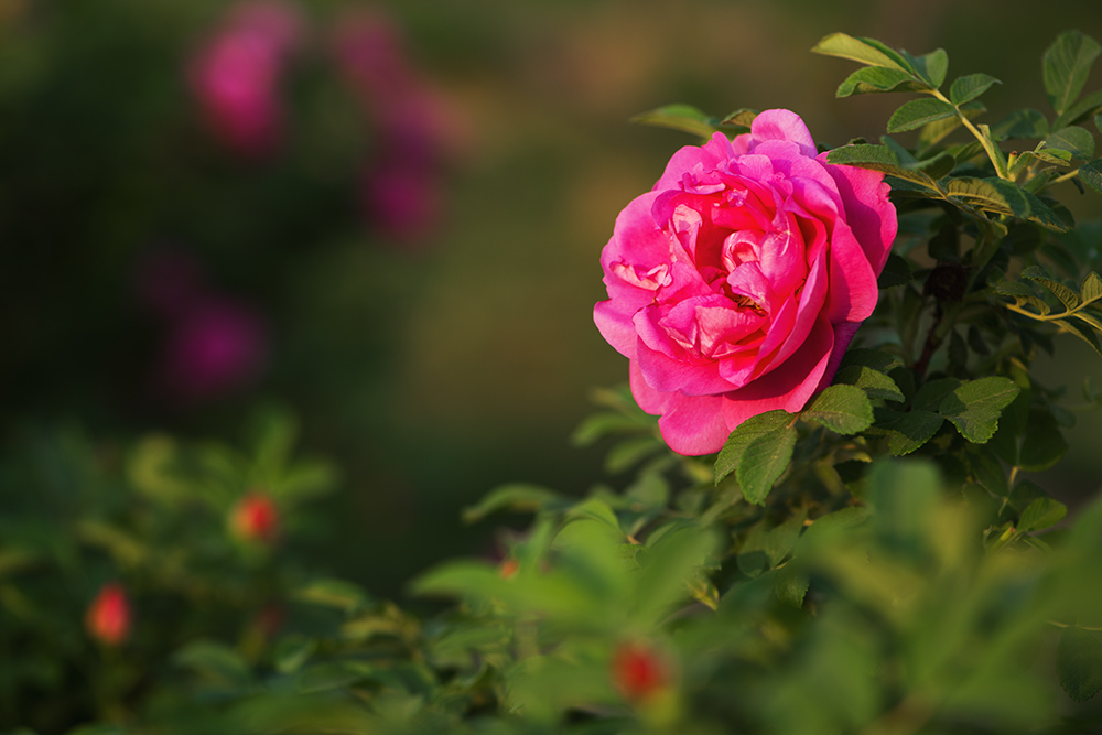 蔷薇花