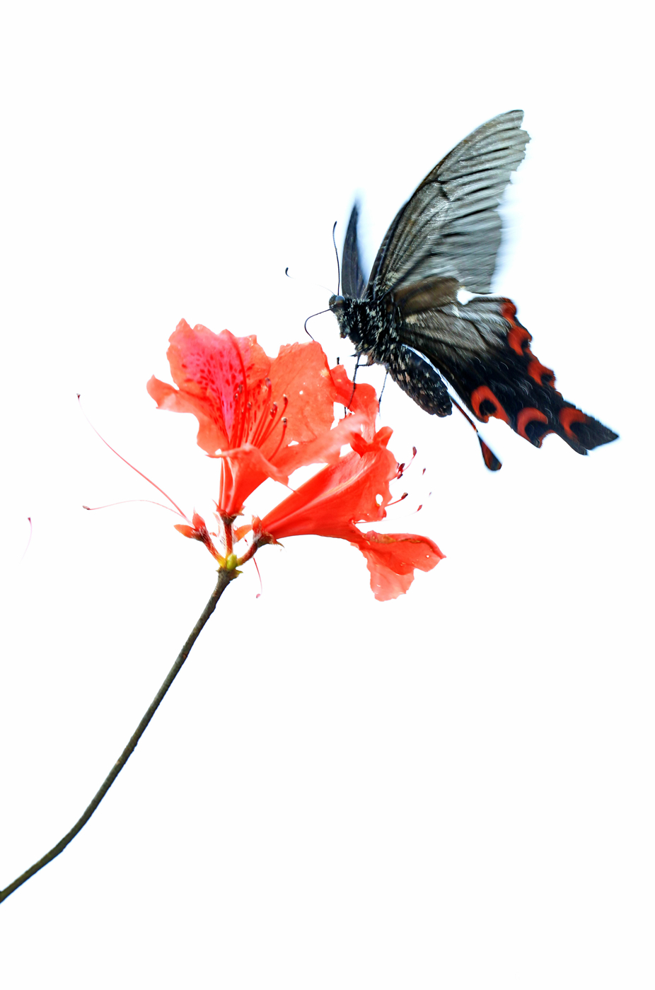 蝶恋花