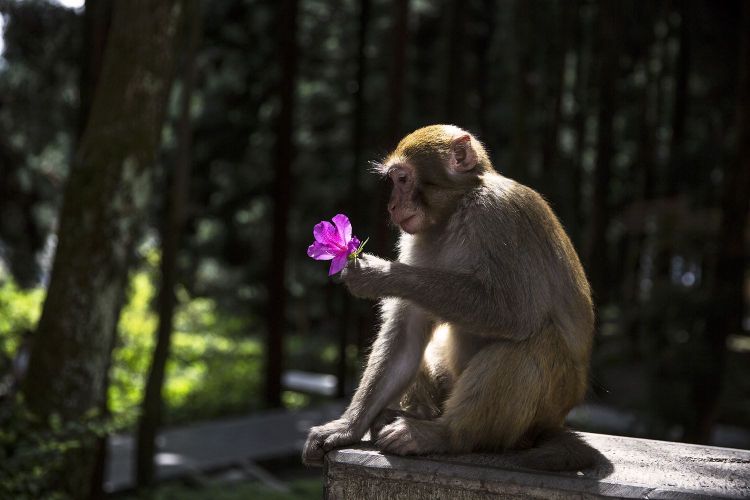花痴