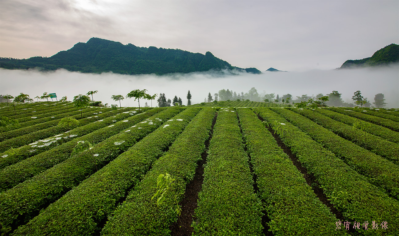 茶园