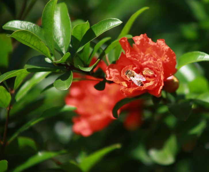石榴花开引蜂來
